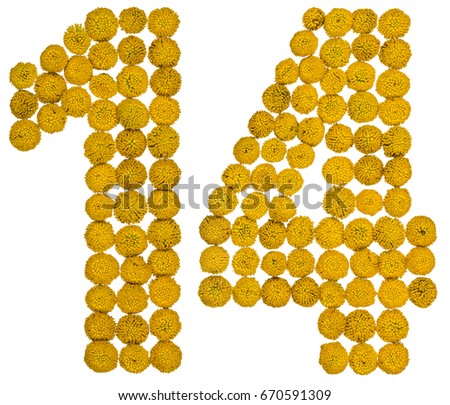 Arabic numeral 14, fourteen, from yellow flowers of tansy, isolated on white background