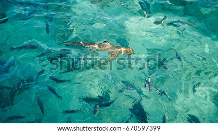 Shark in a school of reef fish, turquoise clear ocean. Business concept be unique and outstanding from other