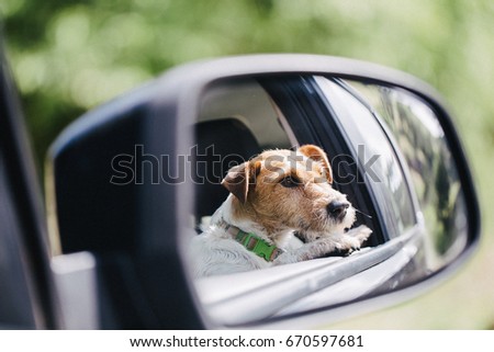 Funny fox terrier enjoying traveling by car. Picture taken in the mirror.