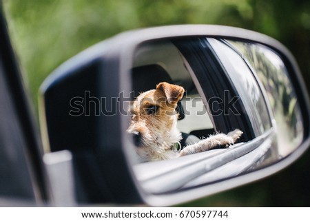 Funny fox terrier enjoying traveling by car. Picture taken in the mirror.