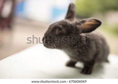 Funny rabbit