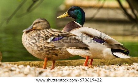 Couple of mallard duck standing on the little stones near lake or river. Beautiful wildlife shot with wildlife animals