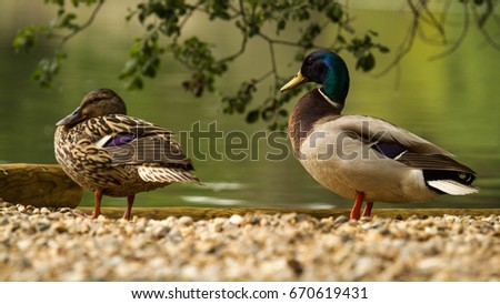 Couple of mallard duck standing on the little stones near lake or river. Beautiful wildlife shot with widlife animals