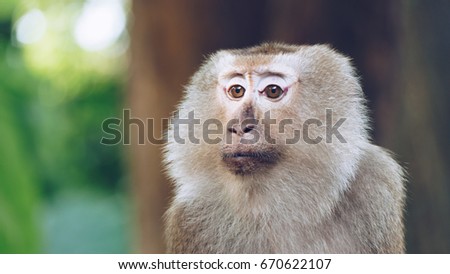 Asian Monkey in the forest