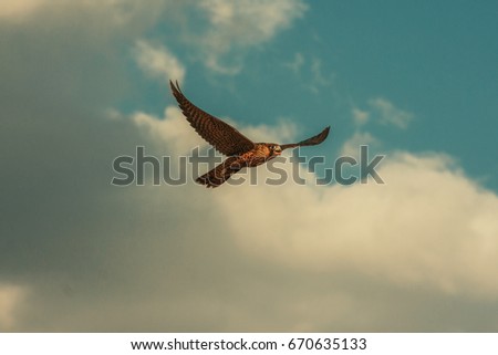 White falcon Gyrfalcon flying hunting on high speed in she sunset sky. Copy space. 