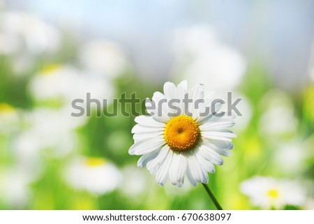 Daisy camomile flower.Chamomile field flowers border. Beautiful nature scene.  Spring Daisy. Summer flowers. Beautiful meadow. Summer background