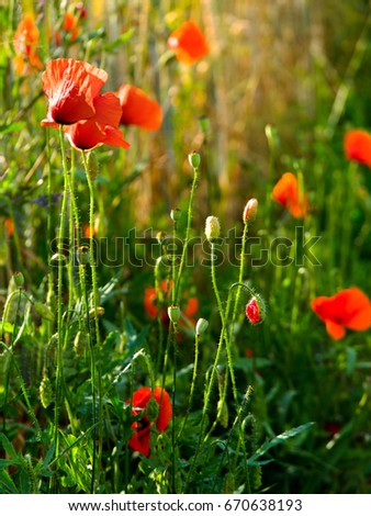 Red poppies among cereals