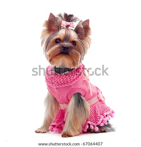 Portrait of a cute yorkshire terrier in pink dress