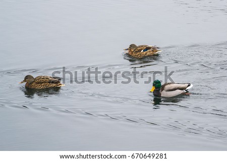 group ducks on the ice in the river in winter. Dnepropetrovsk, Ukraine.