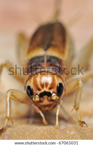 Jamaican field cricket Gryllus assimilis