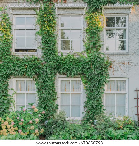 Vintage facade with huge white windows covered in ivy. Sunset. 