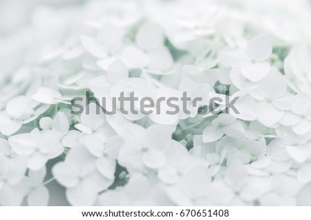 White hydrangea closeup. Small hydrangea flowers. Selective soft focus