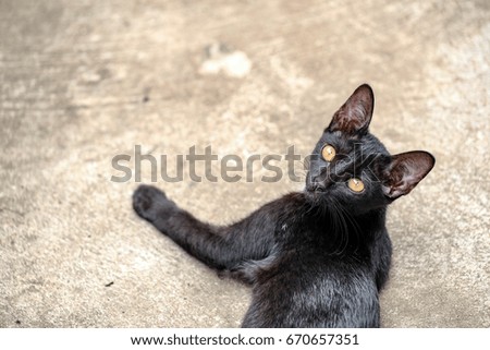 Black Cat Looking And Relax On The Floor,Thailand.