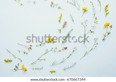 Field flowers on a white background