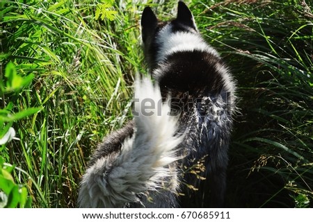 The Husky breed dog runs forward along the green field. Summer season. Walk in the park. Stock photography
