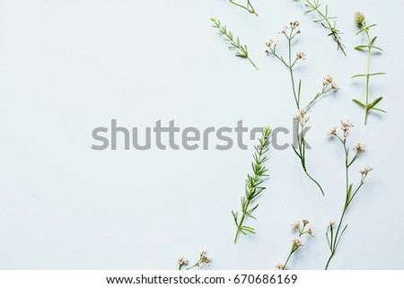 Field flowers on a white background