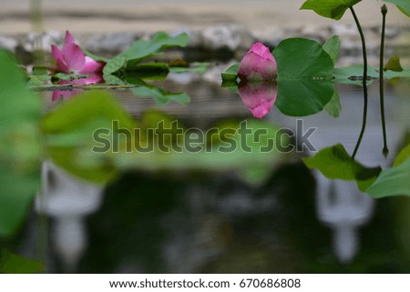 Lotus flower, Beautiful water lily.