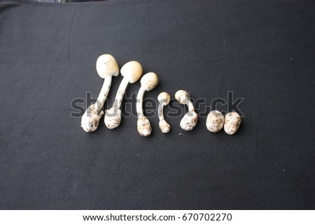 mushrooms called Amanita vahinata on black background. selective focus.