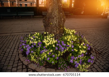 Flower bed of yellow and purple petunias and small red flowers around the tree at sunset in the sun.