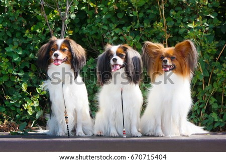Portrait of two falens and one papillon in the street. A lot of white dogs against the background of green bushes. Three puppies are sitting on a wooden bench.
