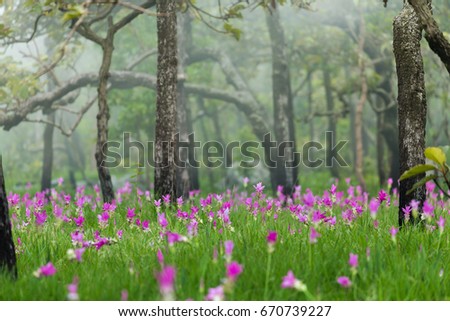 Siam tulip field ,pink flower field are blooming in rainy season have fog flow background on the mountain of Thailand.