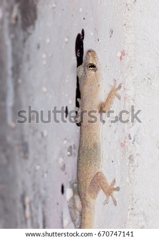 small tiny grey brown wild tropical house Lizard on rough surface white painted concrete wall of a country house stay still looking at camera