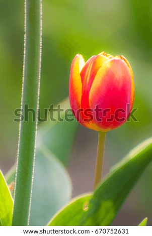 Stand alone orange tulips, feel like lonely