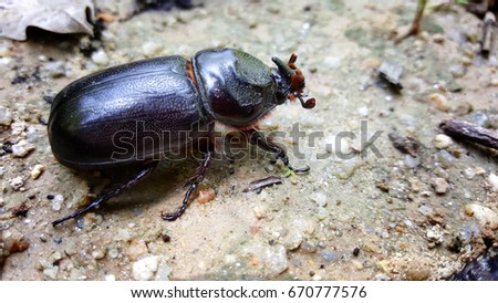 beetle isolated on nature ground