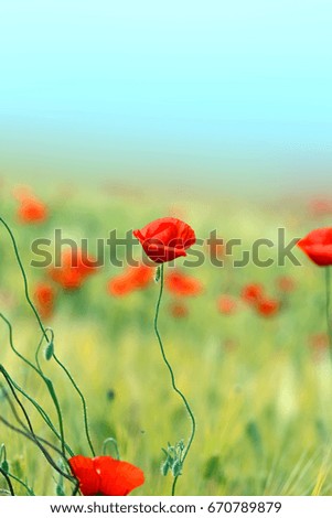red poppy growing in the field in the green grass