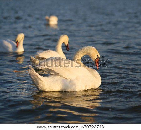 Beautiful swans are big birds swim in the lake