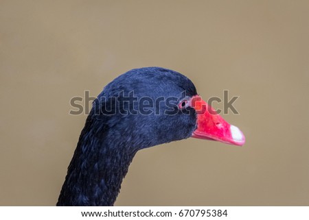 Black swan swimming on a pool background