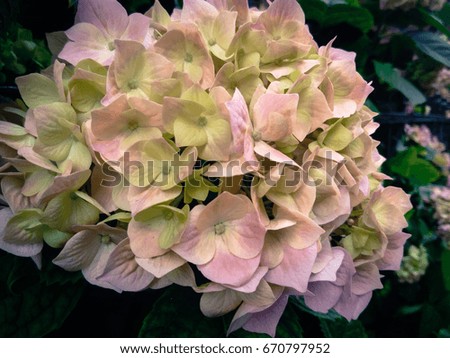 Hydrangea flowers, toned photo 