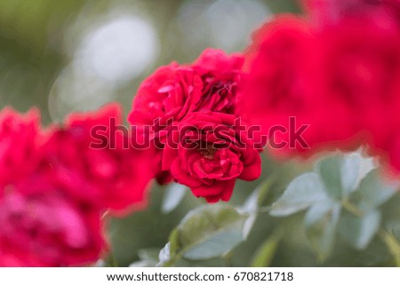 Red Roses on a bush in a garden.