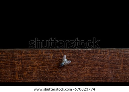Fly is sitting on the wood