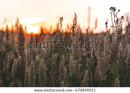 Spikes of grass against the sunset.