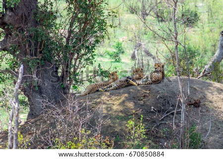 Three African Cheetah’s (Acinonyx jubatus) lying relaxing on a big boulder during the day, South Africa