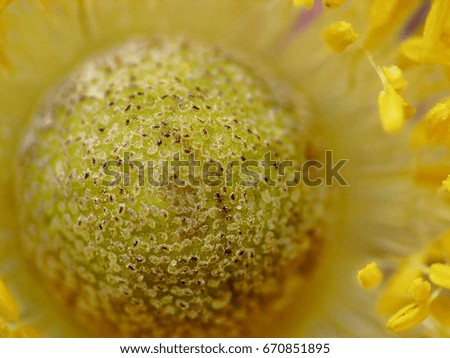 Yellow flower - close up