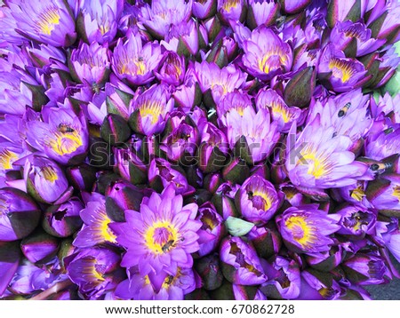 Purple flowers background. Beautiful natural fresh plants.