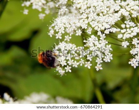Wild bee on meadow flowers
