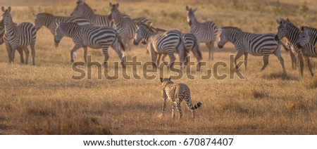 African cheetah stalking herd of zebras