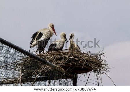 A family of storks in the nest over a big aviary
