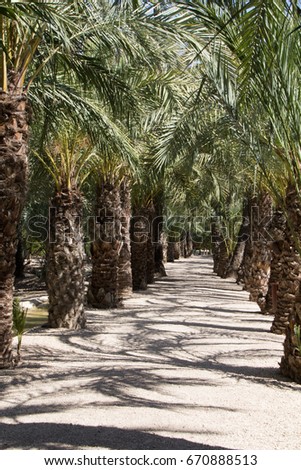 Alley of green palm trees in elche the city of palm trees and sand on the ground in the province elx in spain