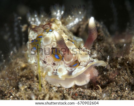Nudibranch Dendrodoris krusensternii in Bali sea, Indonesia