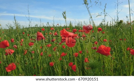 Landscape with field of poppies