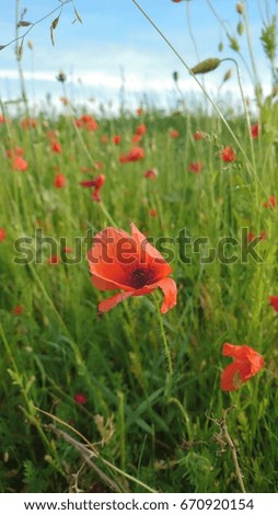 Poppies in bloom in windy day