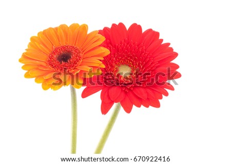 Two African Daisy flowers, one orange, one red, isolated on white