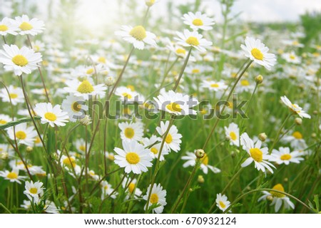 White camomiles on green field and sun