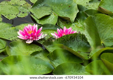 Pink color lotus blooming in pond. Flowers of nenuphar (Nymphaea) with leaves. Selective focus.