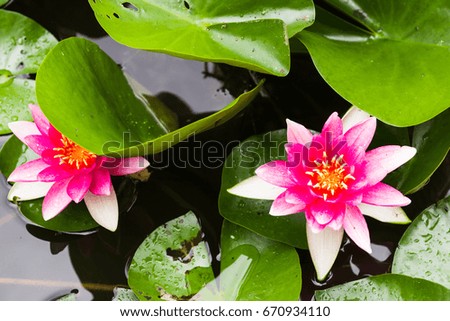 Pink color lotus blooming in pond. Flowers of nenuphar (Nymphaea) with leaves. Selective focus.