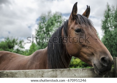 Close up picture of a horse.Portrait.